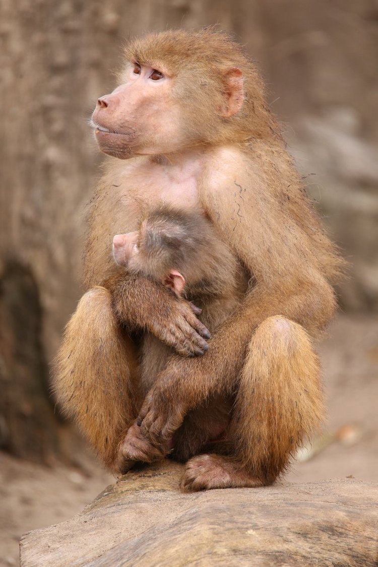 Sigma 150 600mm F5 6 3 Dg Os Hsm C Lens Sample Images Lens Rumors